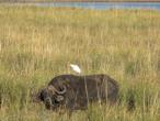 k%20buffalo.jpg