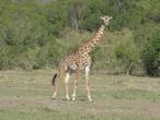 k%20giraffe.jpg