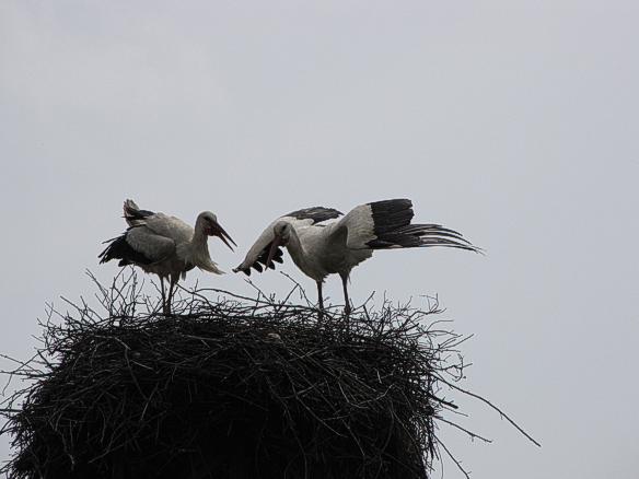 storchennest%20bul.jpg