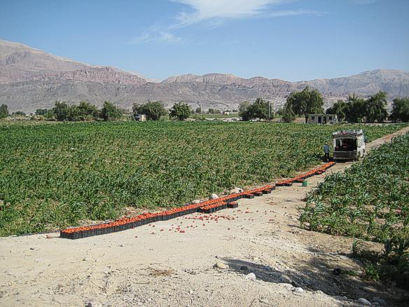 tomatenplantage%20jor.jpg